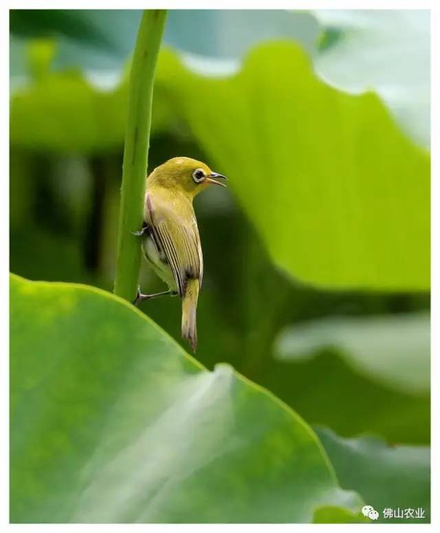 浣涘北婀垮湴瑙傞笩,浣涘北鍗佷匠瑙傞笩鑳滃湴
