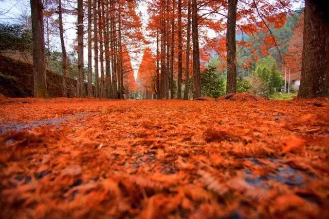 大茅山丨我们不只是红