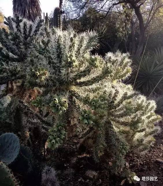 美国109岁老奶奶,109岁奶奶美国