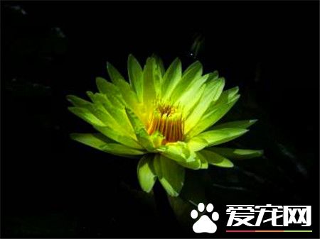 睡莲如何水培养殖方法,睡莲的水培方法睡莲可以全水养吗