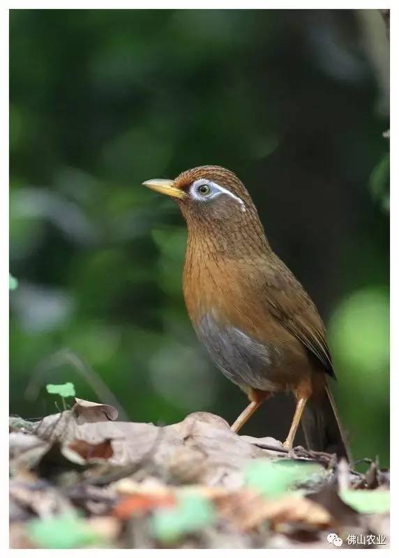 浣涘北婀垮湴瑙傞笩,浣涘北鍗佷匠瑙傞笩鑳滃湴