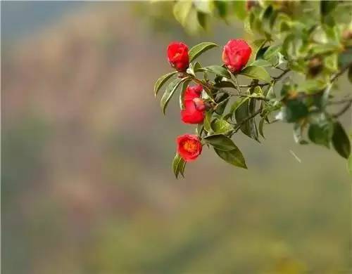 青田旅游路线推荐,青田周末自驾游