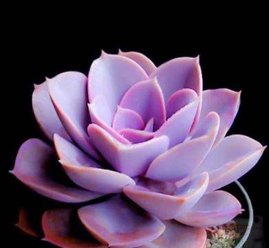 王者荣耀英雄pk古代英雄,王者荣耀遇到多肉阵容怎么办