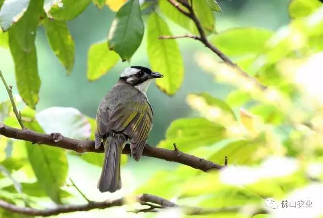 浣涘北婀垮湴瑙傞笩,浣涘北鍗佷匠瑙傞笩鑳滃湴
