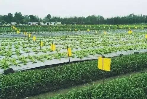 白云村多利农庄,郫都区红光街道白云村