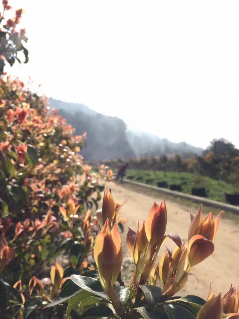 青田旅游路线推荐,青田周末自驾游