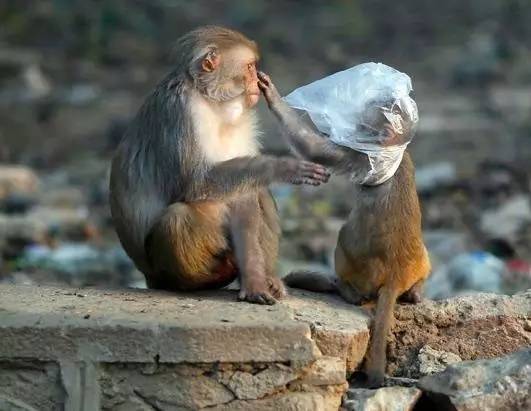 这个从垃圾山中成长起来的印度小伙，为了拯救环境，发明了一款可以吃的塑料袋