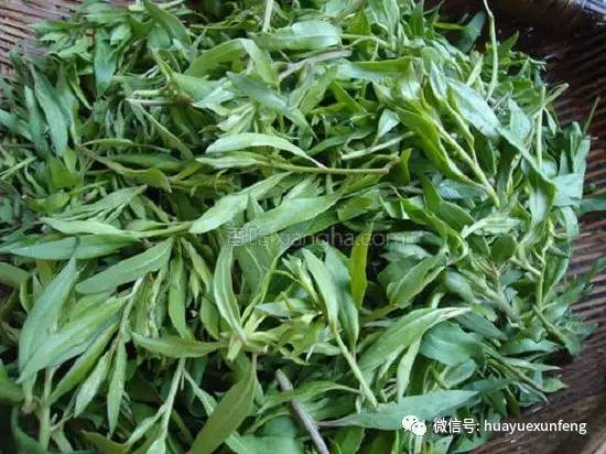 清明草和什么野菜最好吃,清明前后最鲜最应该吃的野草