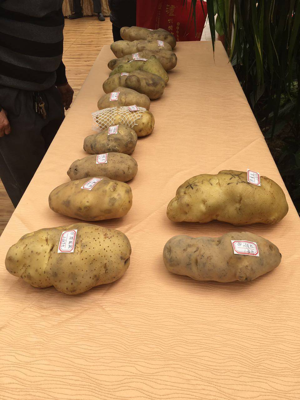 总重2.021公斤,“玉林薯王”横空出世!只是怎么觉得它长得像……