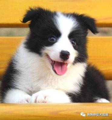 边牧最容易得什么病,边牧咬人手怎么纠正