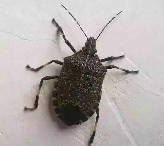 女子在野外被虫子咬了一口新闻,一女子被虫子咬后及时就医