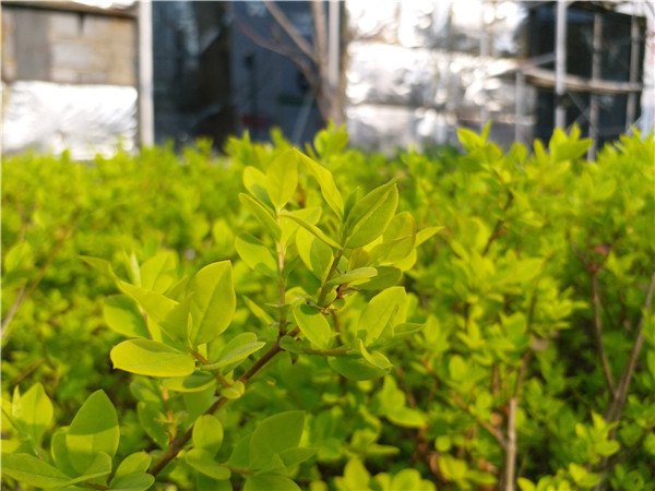 小屏手机旗舰质感三星C5Pro长体验