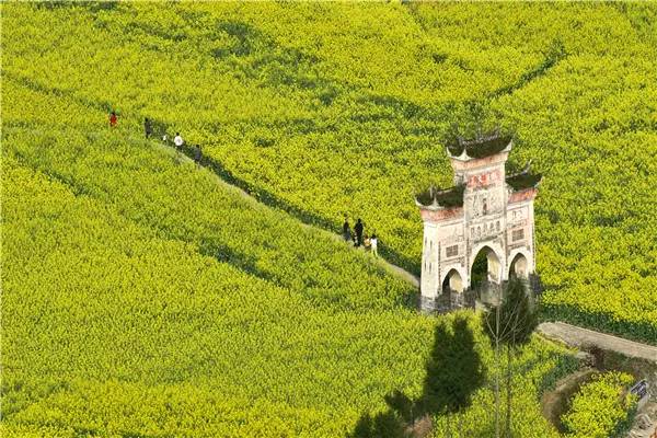 贵州看花好去处推荐,贵州春天哪里的花最美