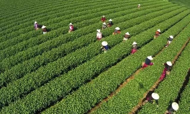 「关注」在太空遨游是一种怎样的体验？听听英德红茶是怎么说的