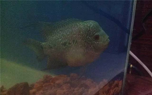 养绿萝注意事项,绿萝怎么养