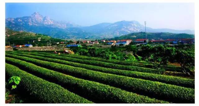 有关崂山的知识,崂山茶园知识
