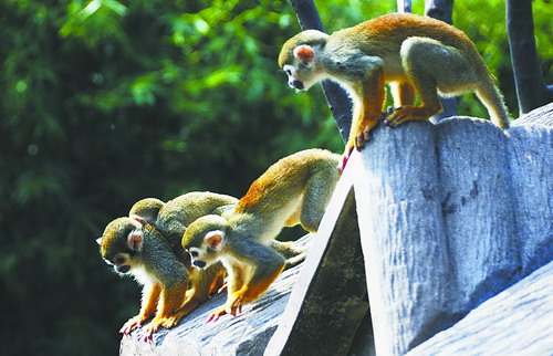 生肖排第九,100岁以上长寿生肖