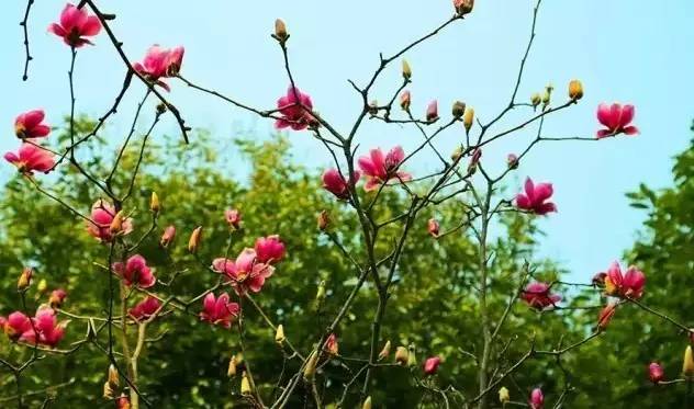 清明3天旅游攻略成都,清明成都旅游攻略学生党