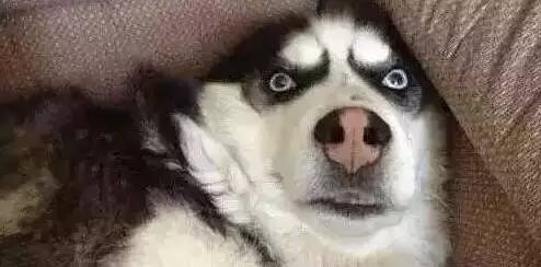 原谅我这一生不羁放纵完整版,原谅我这一生不羁放纵群星版