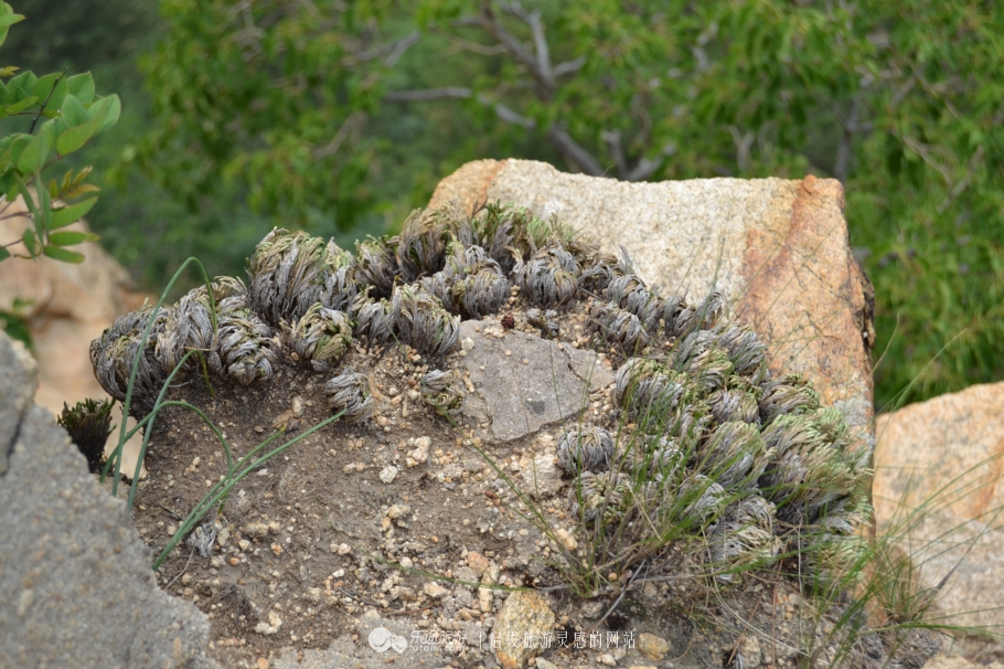 歪脖老母值得去吗,东北歪脖老母在哪个城市