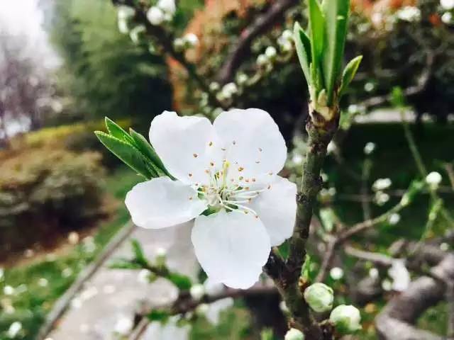 清明节祭祀踏青活动方案,清明节不仅是祭祀更是感恩