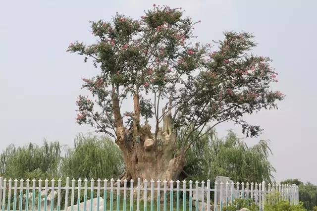 国色天相倾国倾城,“阳澄湖”牵手“太湖”,在相城遇见最美的你