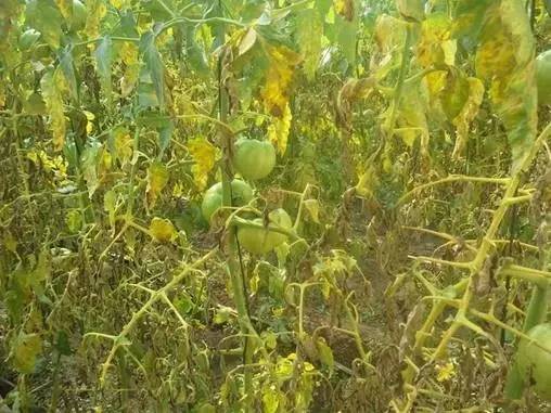 土壤盐渍化发生原因及危害,解决土壤盐害的最好方法