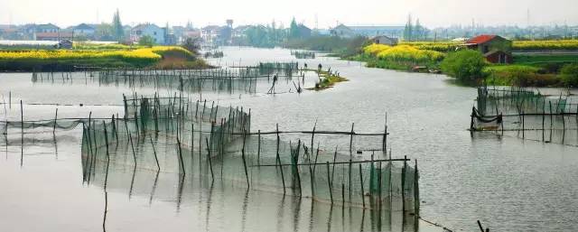 国色天相倾国倾城,“阳澄湖”牵手“太湖”,在相城遇见最美的你