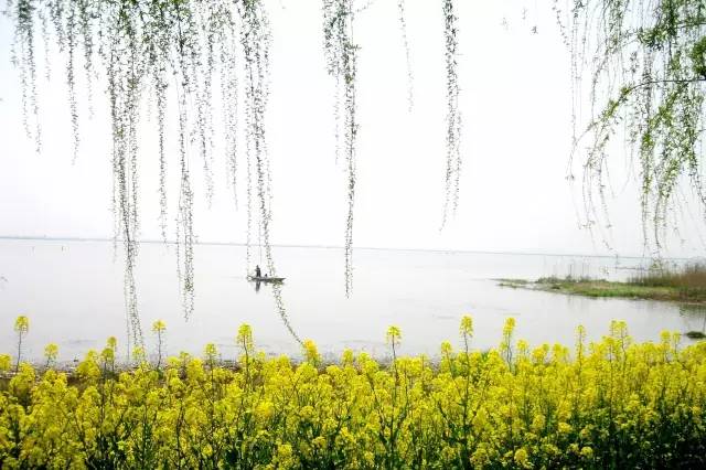 国色天相倾国倾城,“阳澄湖”牵手“太湖”,在相城遇见最美的你