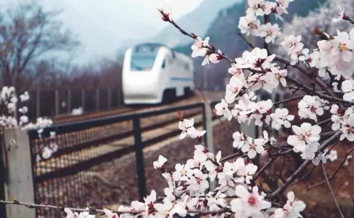 美爆了，让我们乘着长安号，去长城看花！