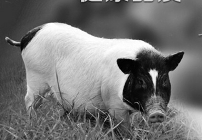 香猪养殖效果怎么样,香猪的养殖前景分析