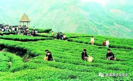 坦洋工夫红茶选购方法,坦洋工夫红茶哪里正宗