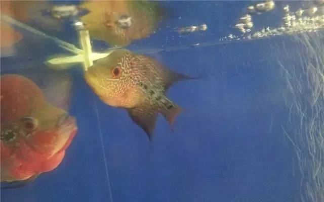 养绿萝注意事项,绿萝怎么养