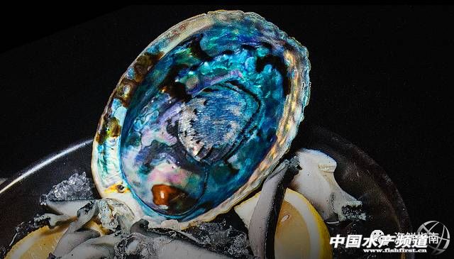 新西兰青口贝哪个好吃,鲍鱼扇贝生蚝哪个最好吃