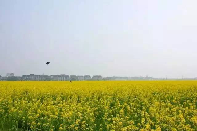 国色天相倾国倾城,“阳澄湖”牵手“太湖”,在相城遇见最美的你