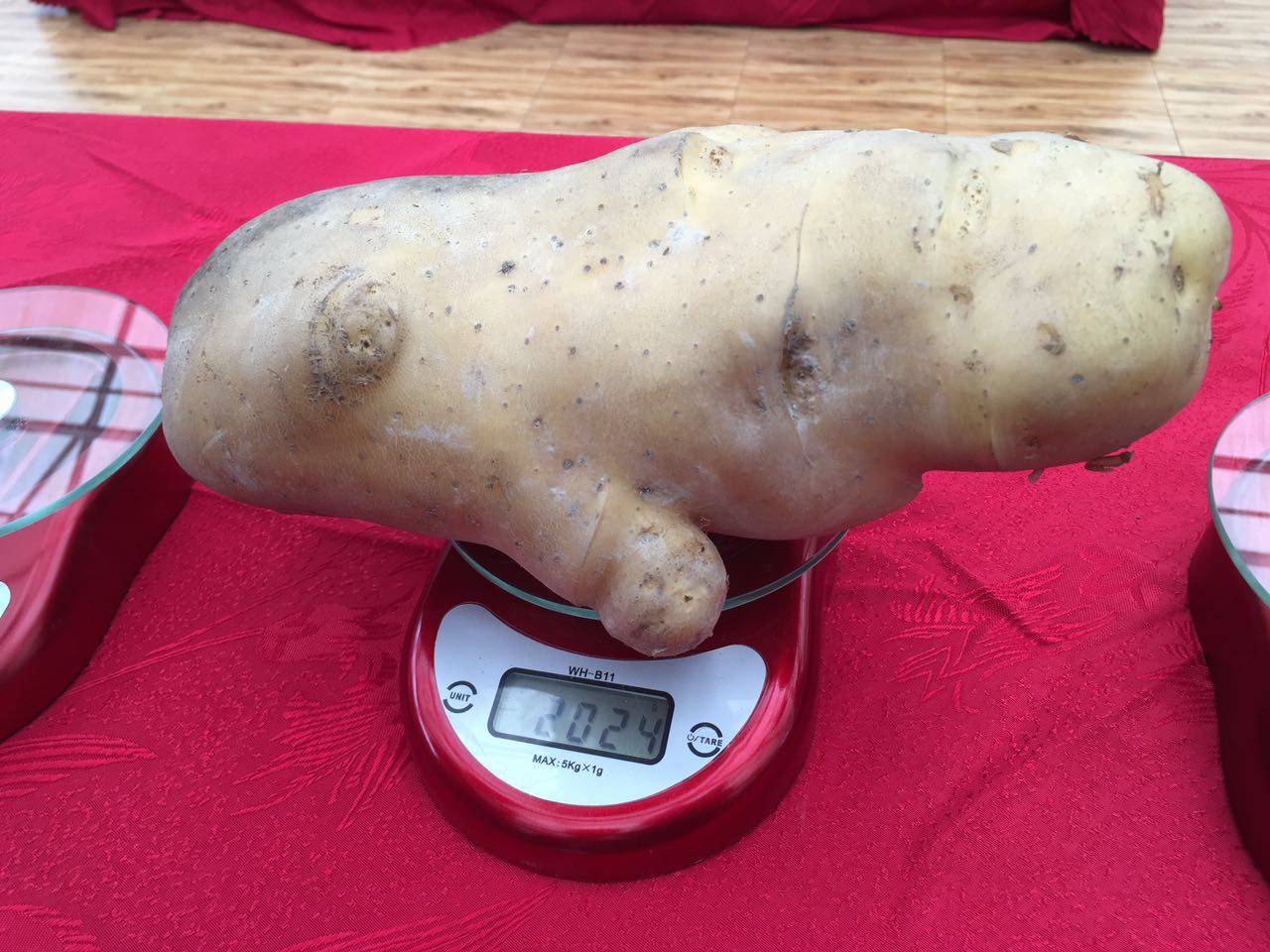 总重2.021公斤,“玉林薯王”横空出世!只是怎么觉得它长得像……