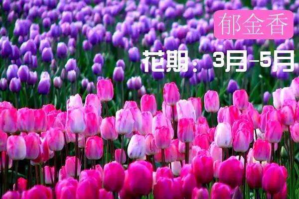 贵州看花好去处推荐,贵州春天哪里的花最美