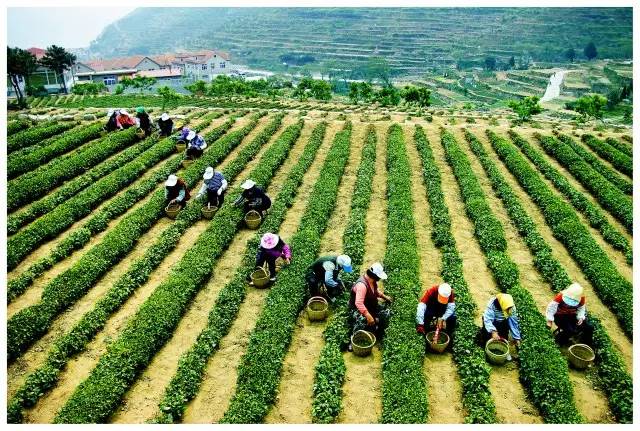 有关崂山的知识,崂山茶园知识