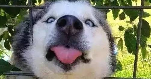 原谅我这一生不羁放纵完整版,原谅我这一生不羁放纵群星版