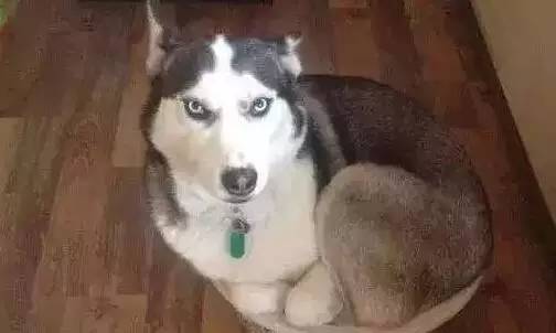 原谅我这一生不羁放纵完整版,原谅我这一生不羁放纵群星版