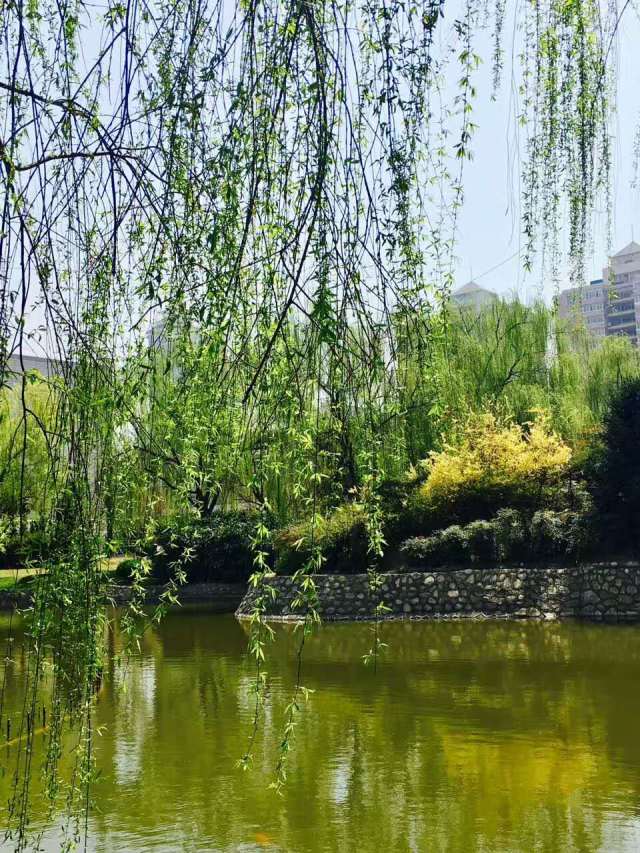 清明节祭祀踏青活动方案,清明节不仅是祭祀更是感恩