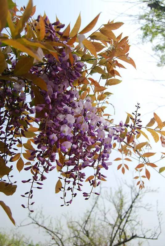 国色天相倾国倾城,“阳澄湖”牵手“太湖”,在相城遇见最美的你