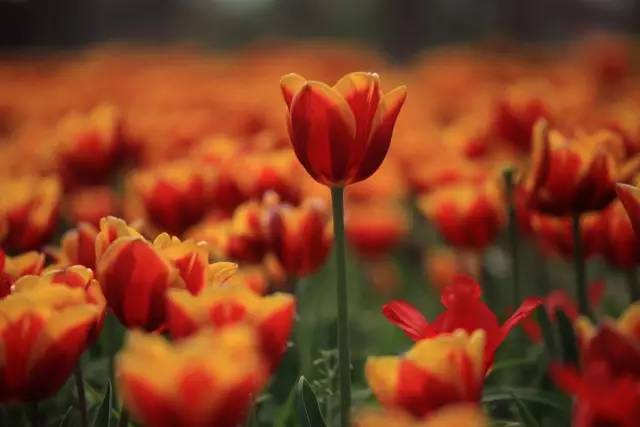 国色天相倾国倾城,“阳澄湖”牵手“太湖”,在相城遇见最美的你