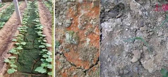 土壤盐渍化发生原因及危害,解决土壤盐害的最好方法