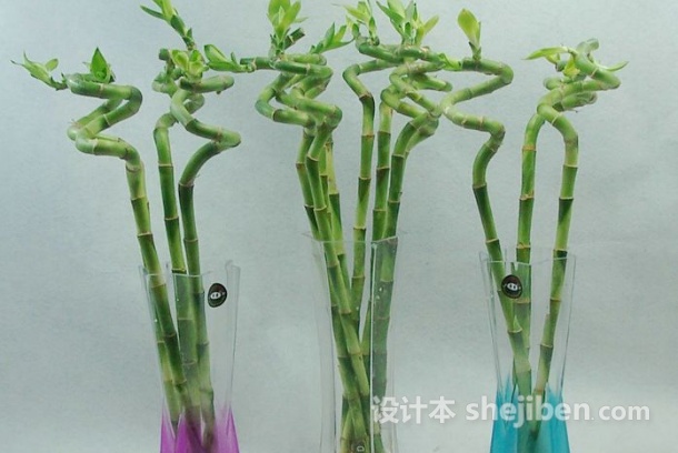 转运竹的叶子长高了需要修剪吗,富贵竹和转运竹怎么修剪叶子