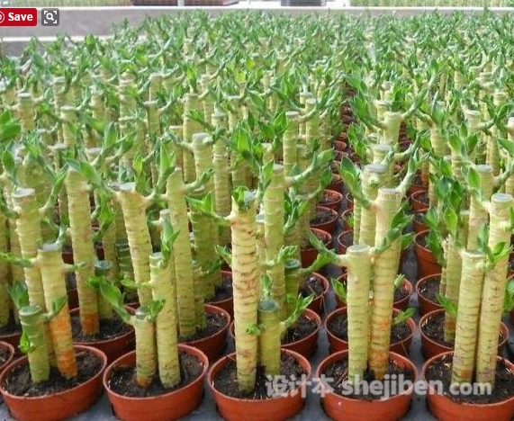 转运竹的叶子长高了需要修剪吗,富贵竹和转运竹怎么修剪叶子