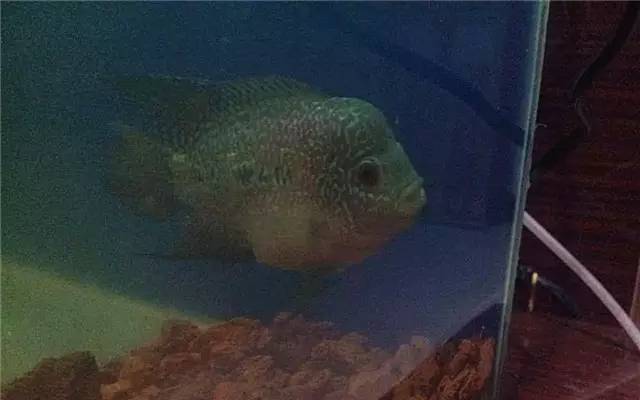 养绿萝注意事项,绿萝怎么养