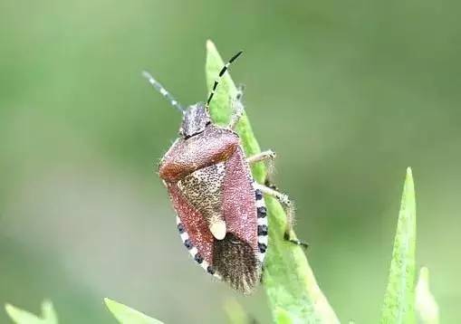 女子在野外被虫子咬了一口新闻,一女子被虫子咬后及时就医