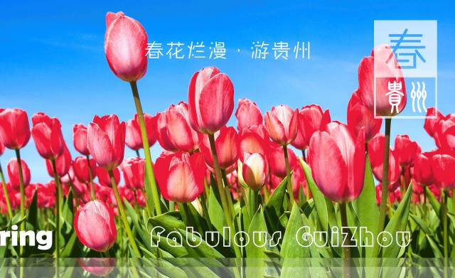 贵州看花好去处推荐,贵州春天哪里的花最美