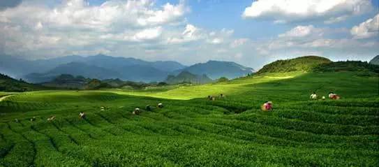 有关崂山的知识,崂山茶园知识